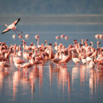 Photo: Life Triumphs: Over 1,000 Pink Flamingos Arrive in a National Nature Park in Odesa. Source: Pixabay