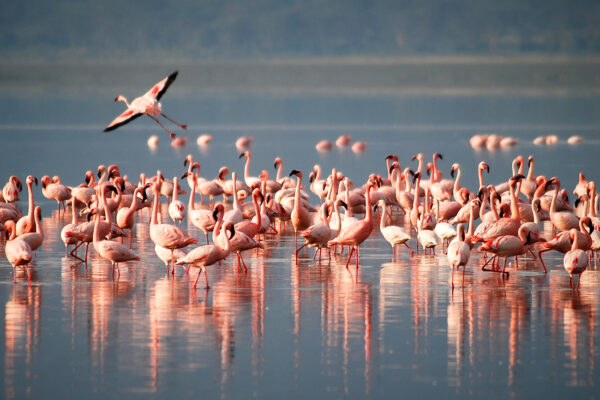 Photo: Life Triumphs: Over 1,000 Pink Flamingos Arrive in a National Nature Park in Odesa. Source: Pixabay