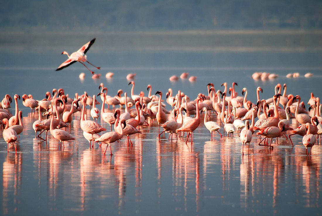 Photo: Life Triumphs: Over 1,000 Pink Flamingos Arrive in a National Nature Park in Odesa. Source: Pixabay