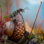 Photo: The photograph by Ukrainian artist won the international photo contest for natural landmarks, 'Wiki Loves Earth' 2023