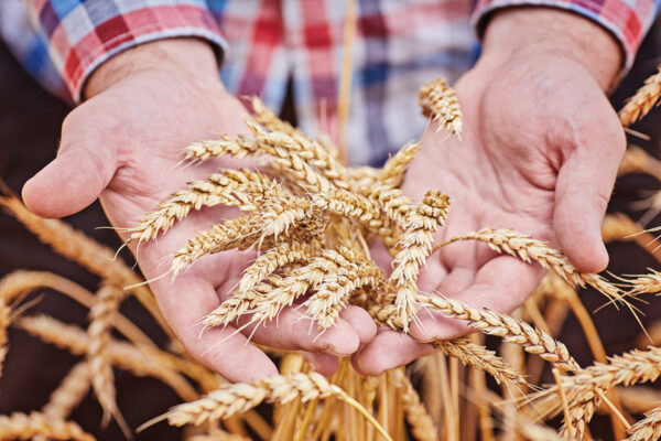 Photo: The European Commission Plans to Extend the Liberal Trade Regime for Agricultural Products with Ukraine